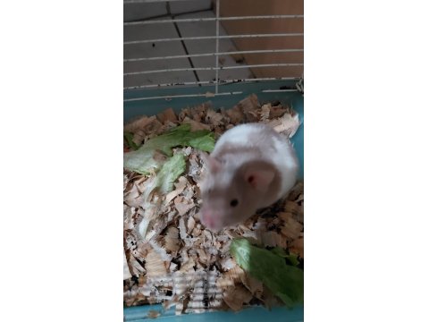 Hamster Yavrular Mevcut