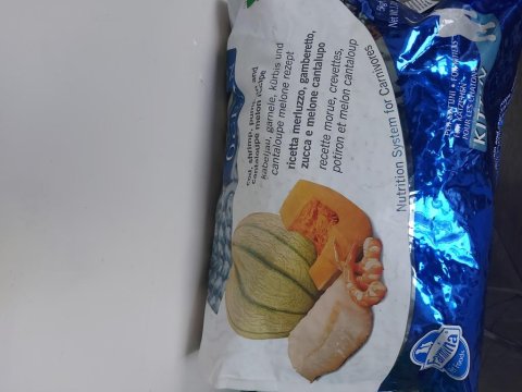 Yavru British Kedimiz Yeni Yuvasını Arıyor