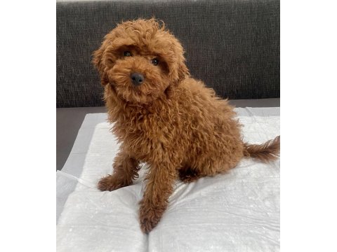 Red Brown Toy Poodle Oğlumuz