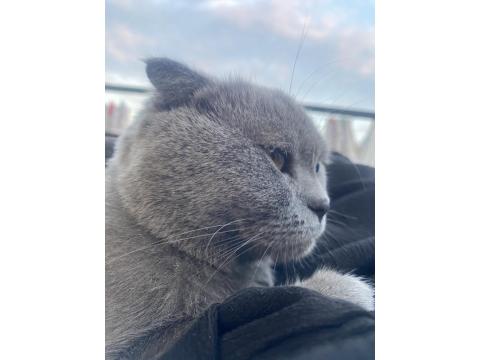 3 Tane Kedimiz Bir Anne Ve İki Yavru