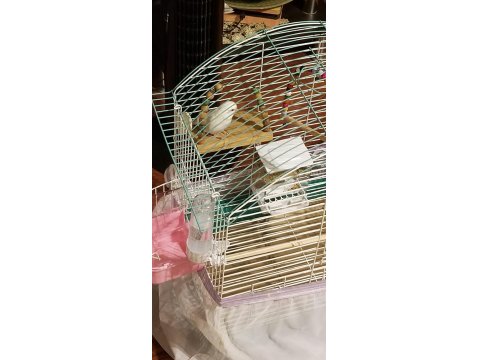 Dişi Albino Forpus Papağanı