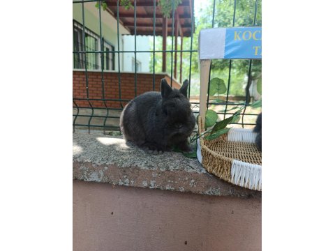 Hollanda Cüce Safkan Bir Aylık Tavşan Yavruları