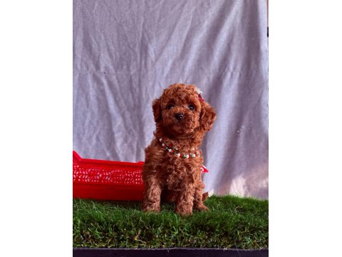 Orijinal Poodle Yavrular