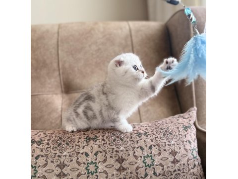 Seçkin Ailelere Özel Wcf Kayıtlı Scottish Fold Yavrumuz