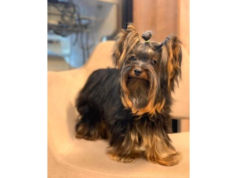 Tea Cup A Şecere 1,5 Kg Garantili Yorkshire Terrier