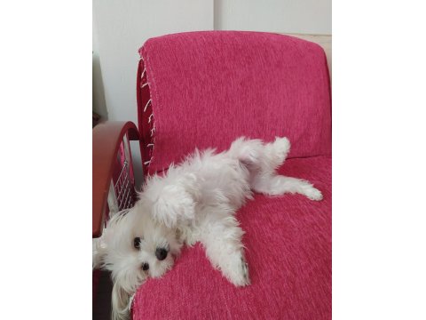 Oyuncu Maltese Kızımıza Yuva