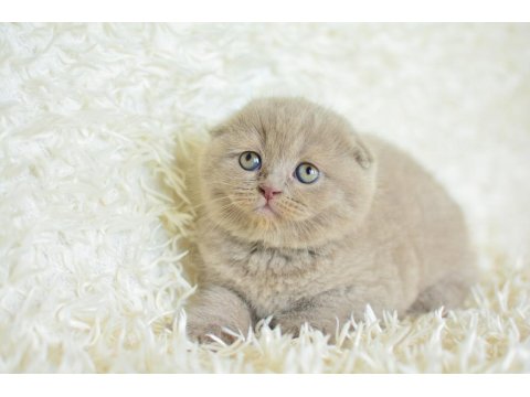 Topaç Kafa Lilac Scottish Fold