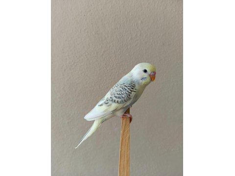 Yeni Yeme Düşmüş Uysal Renk Güzeli Yavru Muhabbet Kuşlar