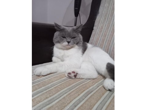 Kedimiz Oğlum Çakıl Yeni Yuvasını Bekliyor