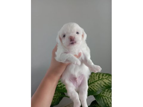 0 Numara Maltese Yavrularımız