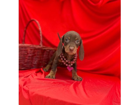 Safkan Dachshund Yavrularımız