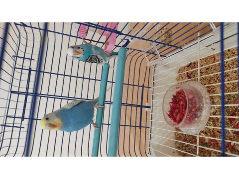 Genç Çift Muhabbet Kuşları