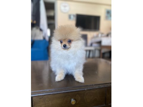 Mini Boy Pomeranian Boo Kızımız