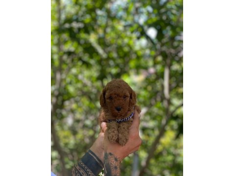 Safkan Toy Poodle Arayanlara Özel