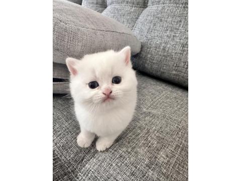 British Shorthair Beyaz Kedimiz