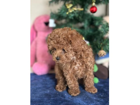 Yasal Üreticiden Poodle Saf Kan Yavrular