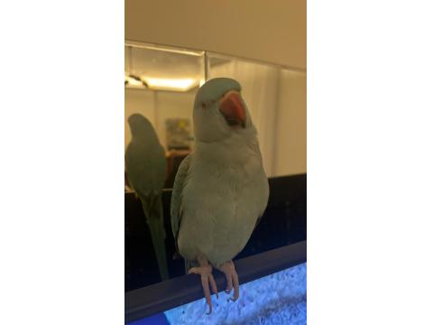 El Besleme Mavi Mutasyon Pakistan Papağanı