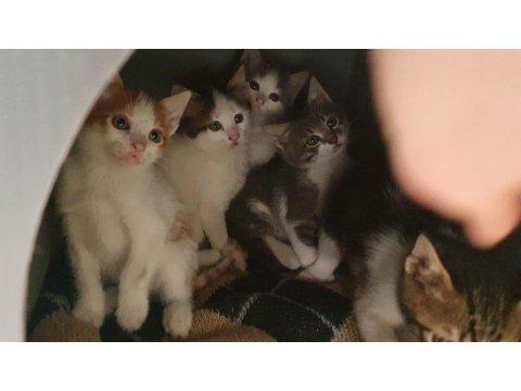 Van Kedisi Kırması 5 Tane Yavru Kedimiz