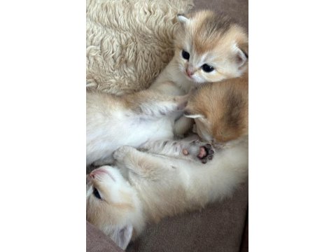 Goldenların Sarısı British