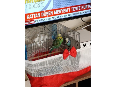 Jumbo Vasıflı Muhabbet Kuşu Takım Yavrulu