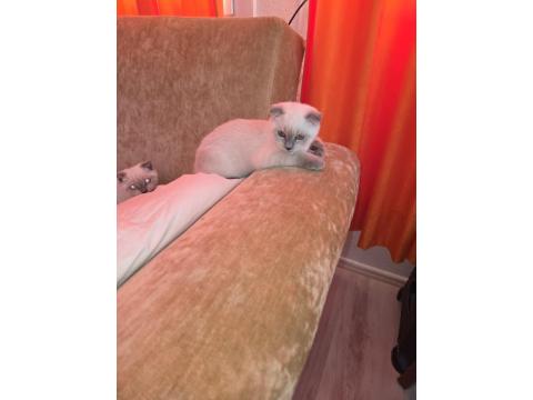 2 Adet Yavru Scottish Fold Sahiplendirilecektir