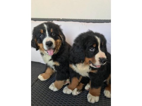 Bernese Mountain Dog Yavruları