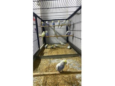 Üst Vasıf Rainbow Muhabbet Kuşu Yavrular