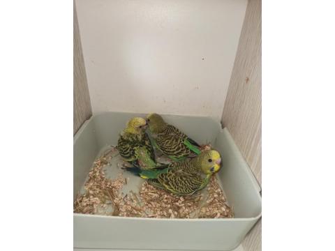 Yeni Yeme Düşecek Uysal Renk Güzeli Yavru Muhabbet Kuşlar