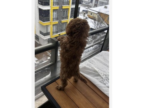 3.5 Aylık Erkek Poodle Hatay