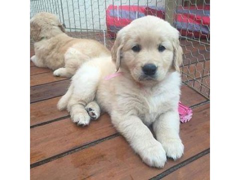 Kaliteli Baby Face Golden Retriever
