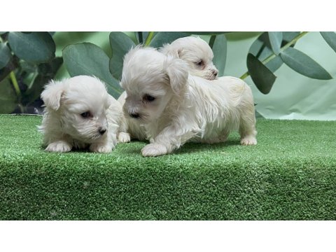 Gönderim İmkanı İle Maltese Yavru Köpekler