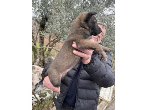 Üst Düzey Belçika Kurdu Yavruları