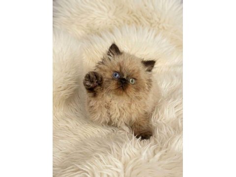 İran Himalayan - Odd Eyes