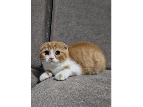 Uygun Koca Kafalı Scottish Fold Yavruları