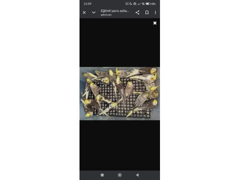 Eğitimli Yavru Sultan Papağanları
