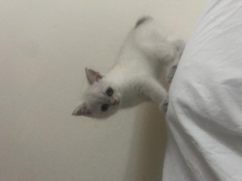 Pamuk Prenses Kedimiz Yeni Yuva Arıyor