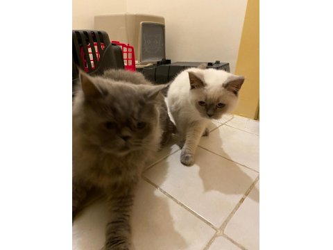 İki Kedime Hayvan Sever Aranıyor