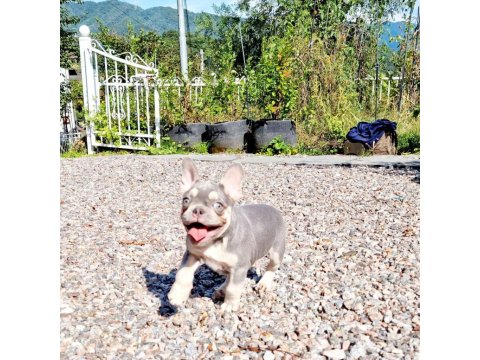 French Bulldog Yavruları