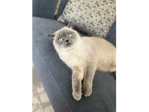 1,5 Yaşında Kısırlaştırılmış British Shorthair Kızımız