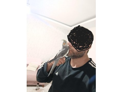 Ele Alışık Konuşturmalık Yada Damızlık Sultan Yavrusu