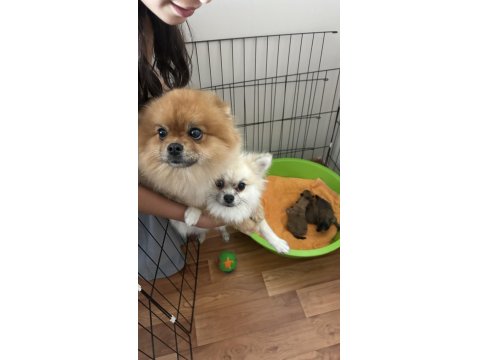 Pomeranian Boo 7 Günlük Dişi