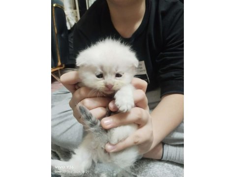 Rezerveye Açık Scottish Fold Yavrularımız
