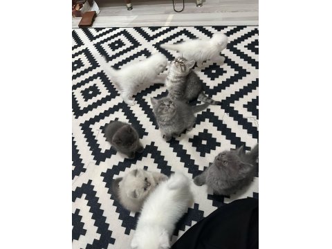 Kedilerim Sahiplendirilecektir