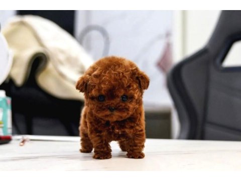 Toy Poodle Güzel Yavrular