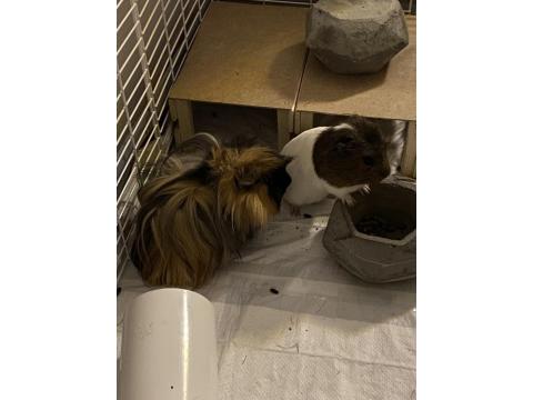 5 Aylık Guinea Pig Çifti