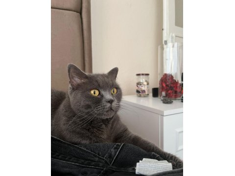 British Ücretsiz Kedimiz