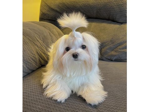 Şecereli Kore Kan Maltese Yavruları