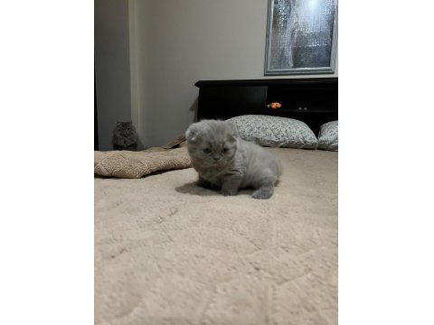 6 Tane Yavru Minnoş Kedilerim Var