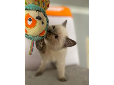 Acil Scottish Straight Yavru İlanı