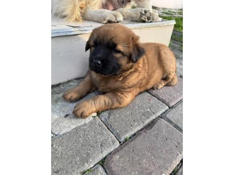 Chow Chow Köpeği Yavruları